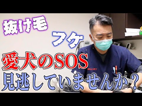 犬の脱毛症 - 原因と治療法