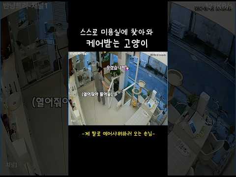 혼자오는 고양이는 모든케어 무료