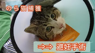 のら猫術後のお世話をしました#ねこのいる暮らし#ねこ好き #のら猫