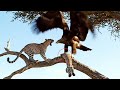 Mother Leopard Fights Giant Eagle To Save Her Baby Unbelievable Wildlife Moment