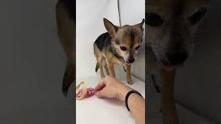 Video preview image #1 Chihuahua Puppy For Sale in Benton, LA, USA
