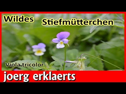 Wildes Stiefmütterchen Wildpflanzen einfach erklärt Tutorial Nr. 187