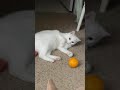 White Van Kedisi Vs An Orange Shorts Cat Cats Catoftheday