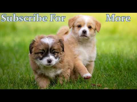 Funny & Cute Puppies – Cuteness Competition 2019