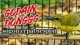 Download lagu BUKAN NYANYIAN BIASA!PANGGILAN SOGON BETINA  -  Authentic Olive Backed Sunbird Female Call mp3