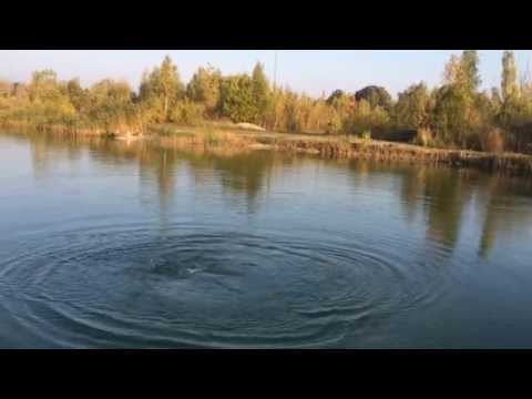 Stør på 18,7 kg i Hove