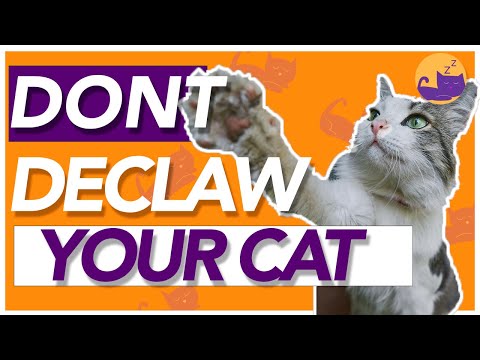 The Issue with DECLAWING - Top Reasons AGAINST Declawing!