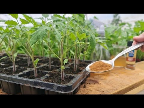 Protect plants from fungal diseases with a spice you have in your kitchen