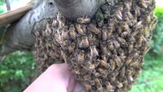 NAKED LIGHTS hedges █▬█ █ ▀█▀