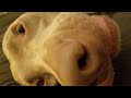 Prisonshake - Act Like Nothing's Wrong - Holder  The Weimaraner 2018