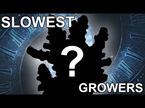 Top 5 Slowest Growing Corals in the Hobby – The Ultimate Patience Test!