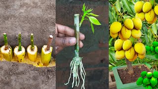 How to grow mango trees from cutting banana bark,aloe vera,hormones that help the roots effectively