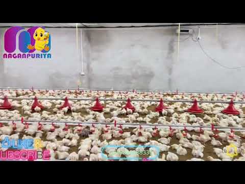 Ec Poultry Farm Equipment