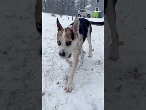 Norman, an adoptable German Shepherd Dog & Siberian Husky Mix in Lowell, MI_image-1