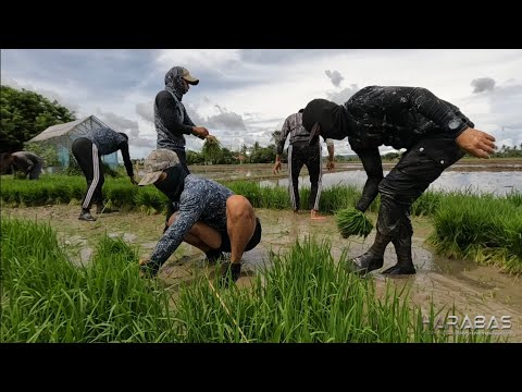 EP690-P2 - Pagbunot ng Punla | Occ. Mindoro