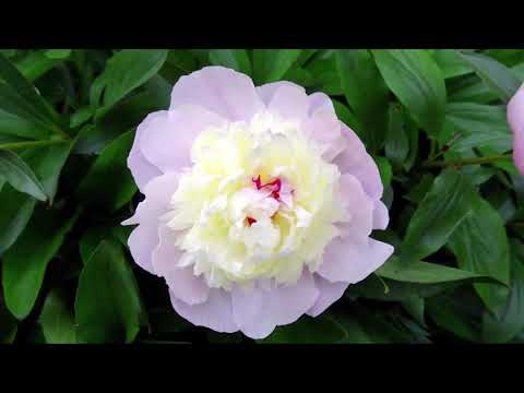 Teddy Afro /ደሞ እንድነቃ ዳግም ቆሜ/