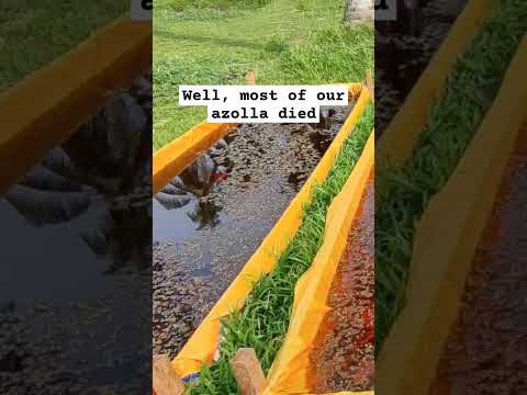 Pertanian azolla #organik #pertanian #azolla #farmlife #shortvideo #farm #lifehacks