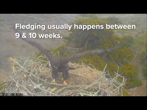 From Nest to Fledge | Leaving The Nest!