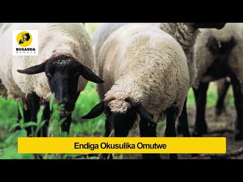 Endiga Okusulika Omutwe - Engero N'amakulu - Buganda Ekkula