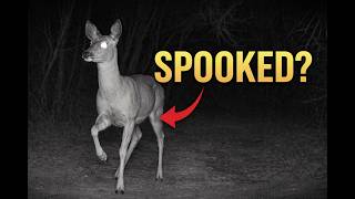 Something Spooked This Doe… Then She Started Stomping (Trail Cam Tuesday)