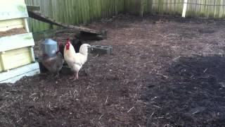 English Marans Rooster Crowing