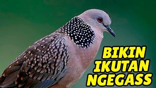 Download lagu SUARA TEKUKUR GACOR PANJANG 1 JAM NONSTOP UNTUK PANCINGAN mp3 Download lagu SUARA TEKUKUR GACOR PANJANG 1 JAM NONSTOP UNTUK PANCINGAN mp3