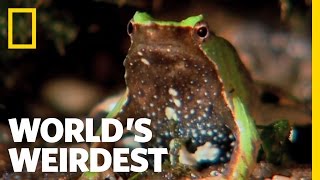 World's Weirdest - Frog Father "Spits Out" Young