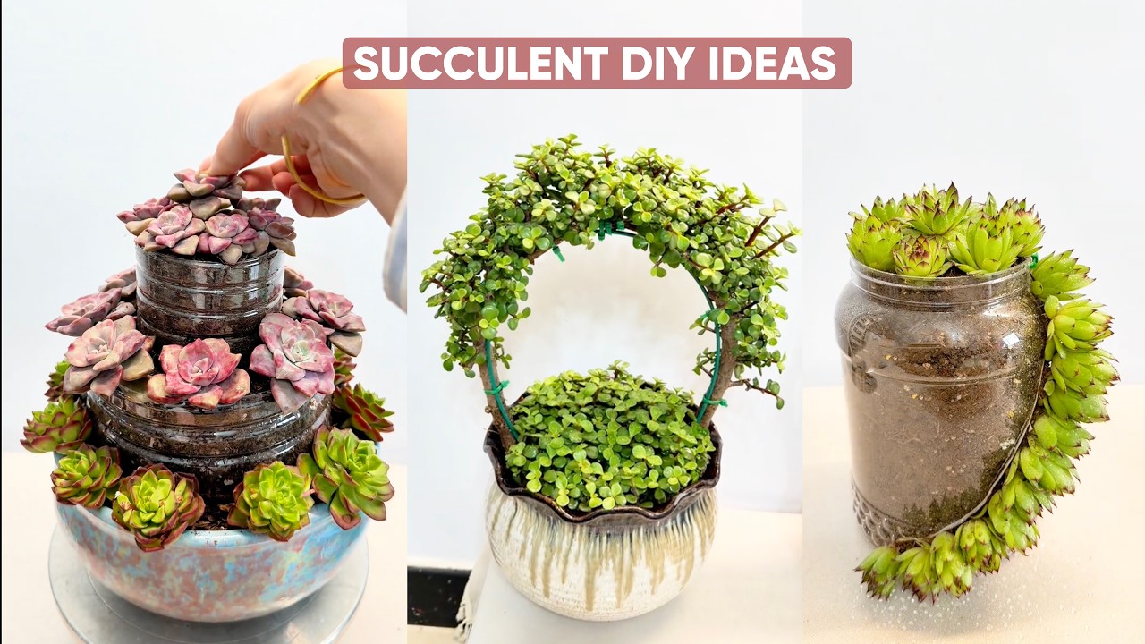 Creative Succulent DIY Ideas: Unique Ways to Decorate with Succulents