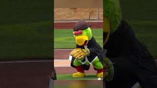 Punxsutawney Phil took the mound in Pittsburgh for a ceremonial first pitch!