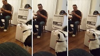 Dog Looks Away When Caught Staring At Food