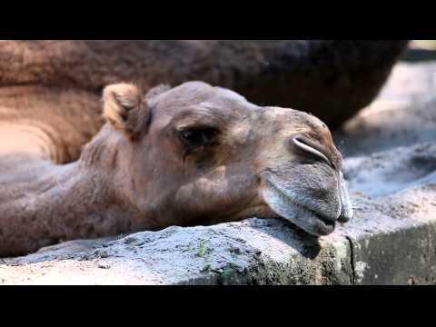 Schlafendes Kamel II