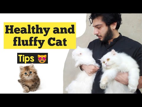 How to make Persian Cat healthy and Fluffy | care for Persian cat | tips for happy and healthy cat