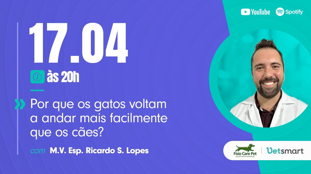 Por que os gatos voltam a andar mais facilmente do que os cães?