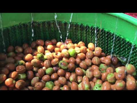 Kadıoğlu Nutmec 180ED Ceviz Soyma Makinesi