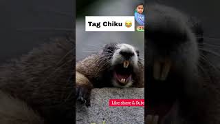 Download lagu Tag Chiku #chiku #funny mp3 Download lagu Tag Chiku #chiku #funny mp3