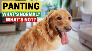 Panting in Golden Retrievers: What Is Normal And What Isn’t?