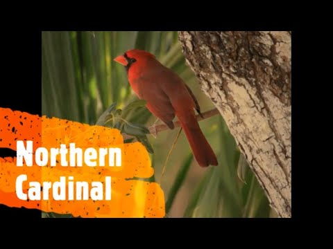 Cardinals-All About Backyard Birds
