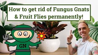 Getting rid of Fungus Gnats or Sciarid flies permanently!