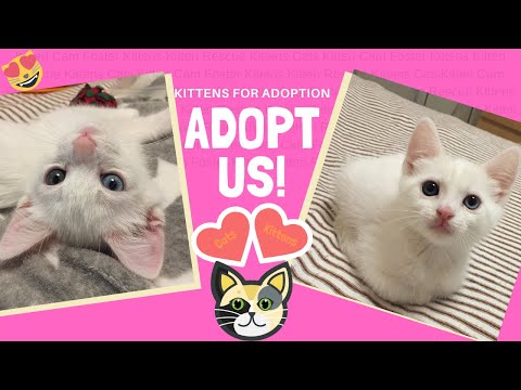 Adopt A Cat - Kitten Rescue Los Angeles: Thomas & Ada - Adopt these LA Kittens