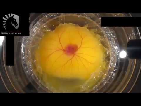 JAPANESE STUDENTS HATCH A HEN'S EGG WITHOUT A SHELL!