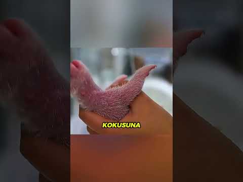 Annesi Tarafından Seçilmedi… Ama Hikayesi Herkesi Ağlatacak 😢🐼🔥