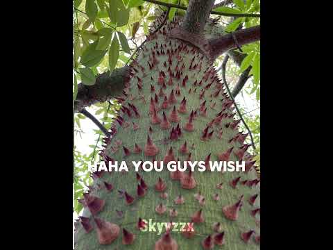 Lepidodendron tree... #shorts #capcut