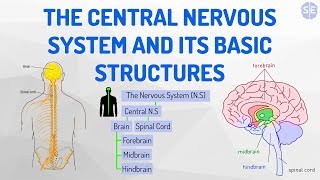 [Psychology] The Nervous System #03: The Central Nervous System And Its Basic Structures