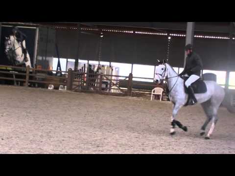 Javar vh Bildeken (Cicero x pachat II) -- de breemeersen