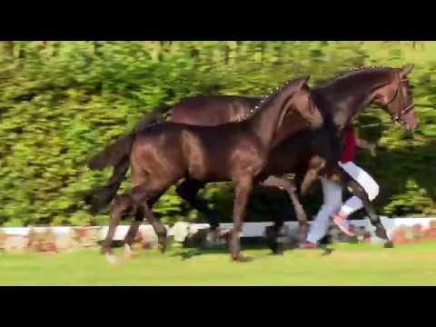 60 Double Niro  HF v. Dante Weltino - DeNiro