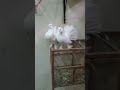 White Lucky Pigeons Only For Shok Lucky Kabootar Pigeons Beautiful Pigeons