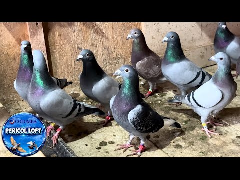 PREGATIM PORUMBEII PENTRUS SEZON,  MATCA, TRATAMENTE, CURATENIE