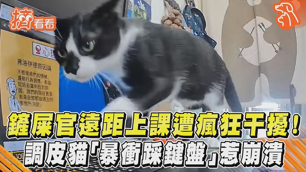 影音/鏟屎官遠距上課遭瘋狂干擾!調皮貓「暴衝踩鍵盤」惹崩潰