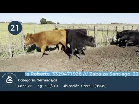 Lote M Y H - Castelli Bs As