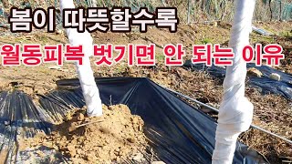 봄이 따뜻할수록 월동피복 벗기면 안 되는 이유(과일아무 월동 방법, 과수 월동법, 동사 방지, 동해 방지법,…